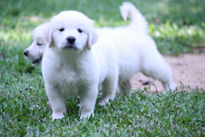 DogsIndia.com - Golden Retriever - Praveen