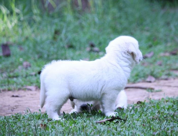 DogsIndia.com - Golden Retriever - Praveen