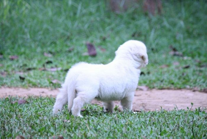 DogsIndia.com - Golden Retriever - Praveen