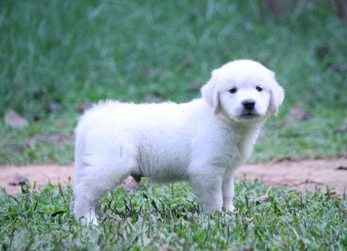 DogsIndia.com - Golden Retriever - Praveen