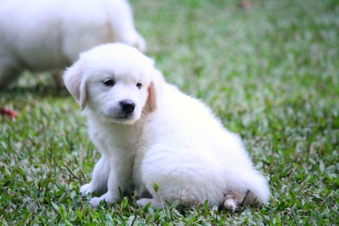 DogsIndia.com - Golden Retriever - Praveen