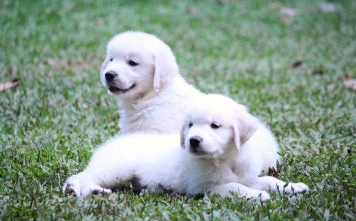 DogsIndia.com - Golden Retriever - Praveen