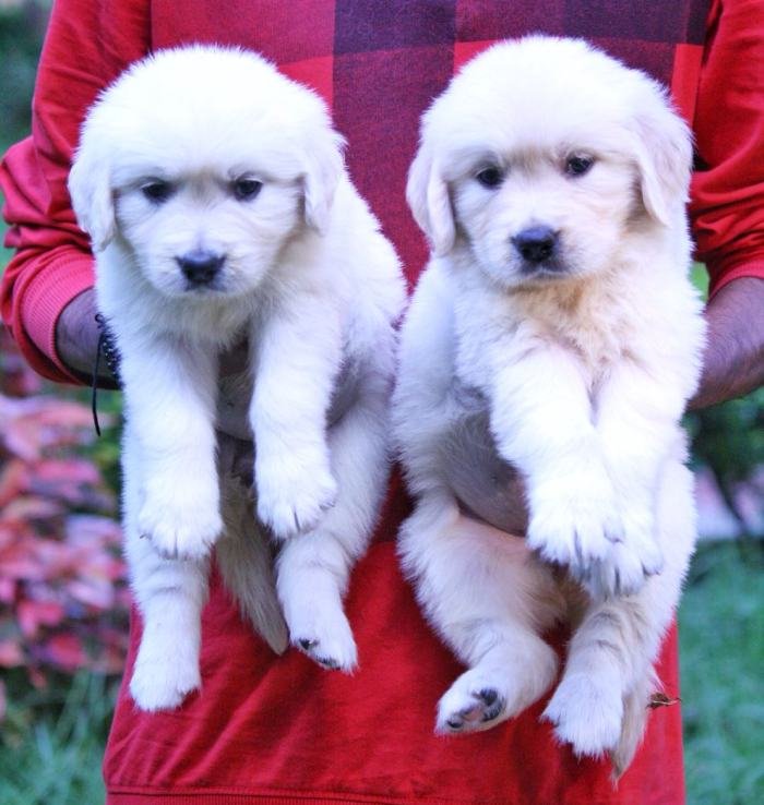 DogsIndia.com - Golden Retriever - Praveen