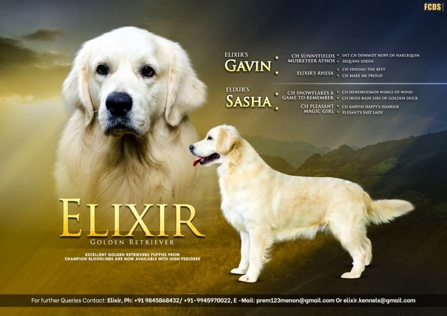 DogsIndia.com - Golden Retriever - Prem Menon - Elixir