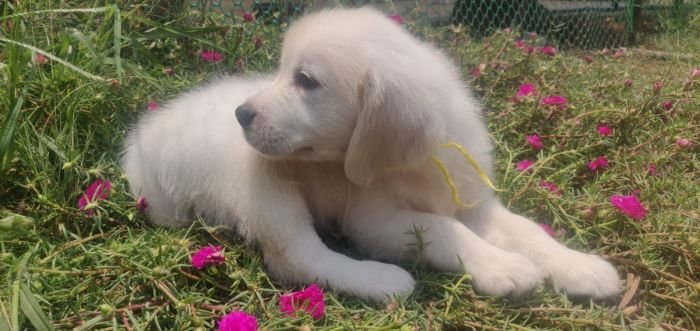 DogsIndia.com - Golden Retriever - Prem Menon - Elixir