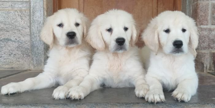 DogsIndia.com - Golden Retriever - Prem Menon - Elixir