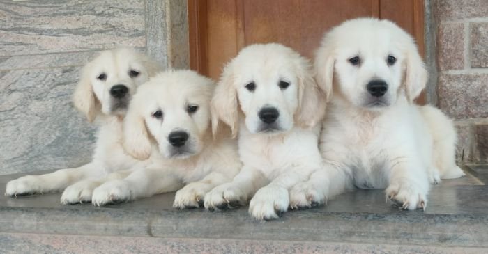 DogsIndia.com - Golden Retriever - Prem Menon - Elixir