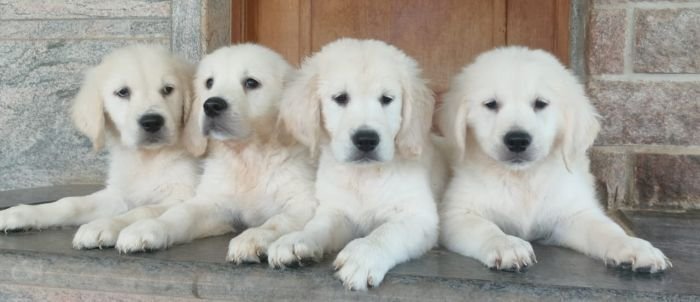 DogsIndia.com - Golden Retriever - Prem Menon - Elixir
