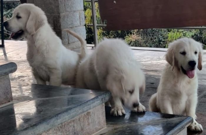 DogsIndia.com - Golden Retriever - Prem Menon - Elixir