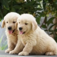DogsIndia.com - Golden Retriever - Ramasamy