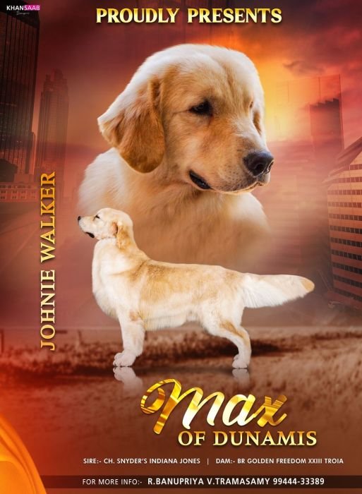 DogsIndia.com  Golden Retriever  Ramasamy