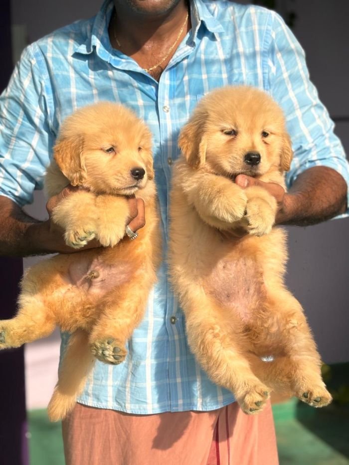 DogsIndia.com  Golden Retriever  Ramasamy
