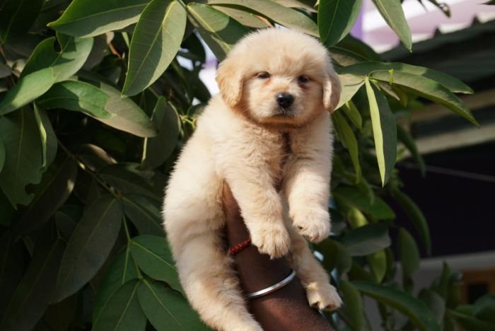 DogsIndia.com  Golden Retriever  Ramasamy