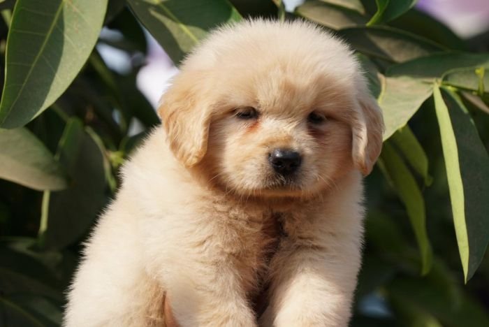 DogsIndia.com  Golden Retriever  Ramasamy