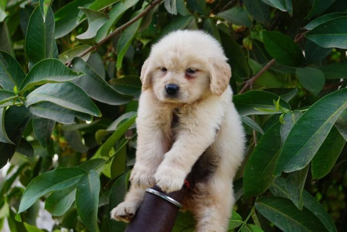 DogsIndia.com  Golden Retriever  Ramasamy