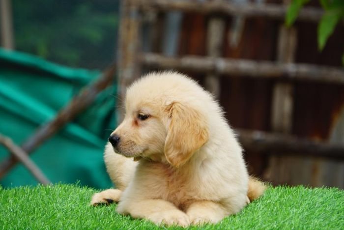 DogsIndia.com Golden Retriever Ramasamy