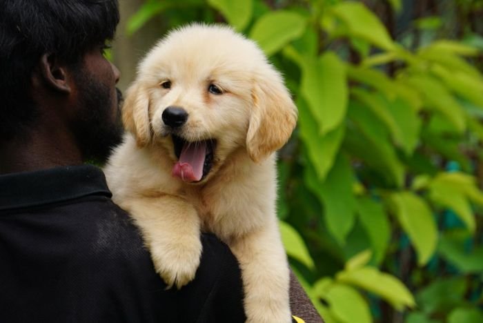 DogsIndia.com  Golden Retriever  Ramasamy