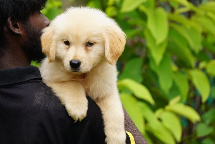 DogsIndia.com  Golden Retriever  Ramasamy