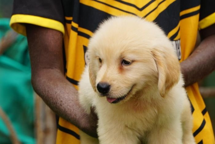 DogsIndia.com  Golden Retriever  Ramasamy