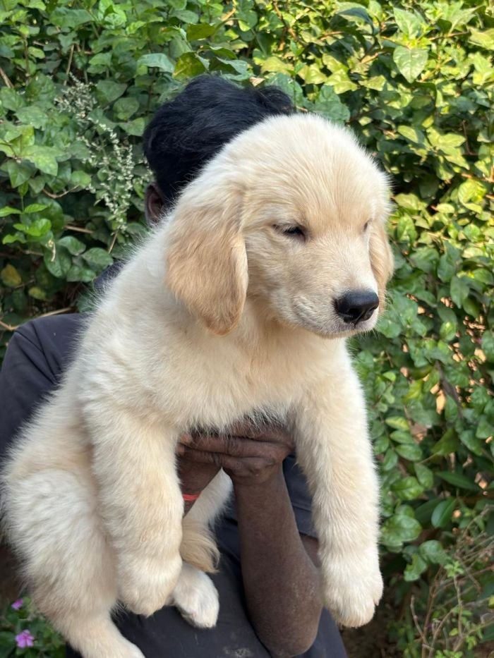 DogsIndia.com  Golden Retriever  Ramasamy