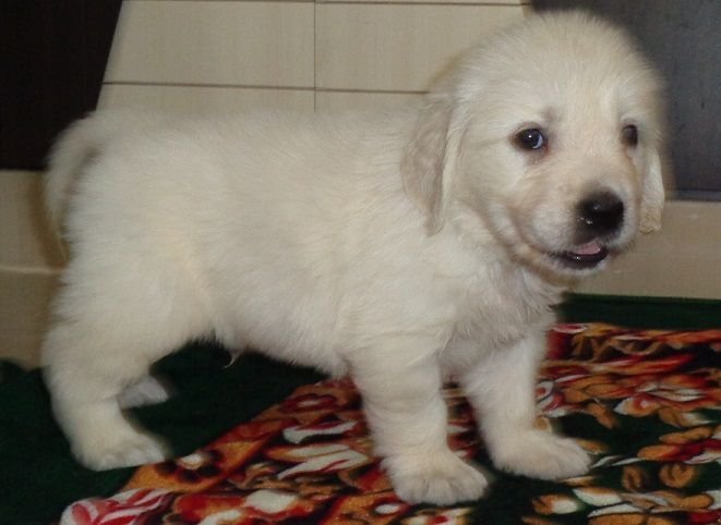 DogsIndia.com - Golden Retriever - Sivanandiny