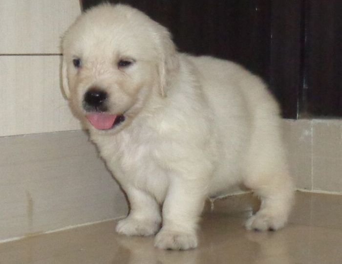 DogsIndia.com - Golden Retriever - Sivanandiny