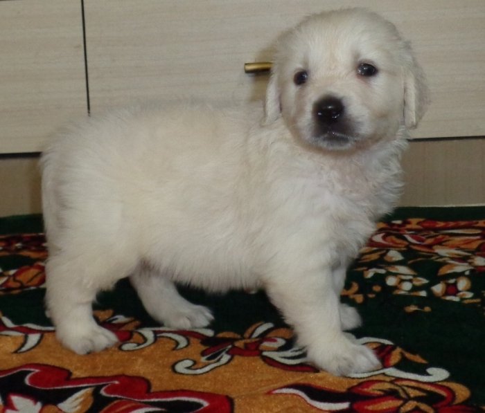 DogsIndia.com - Golden Retriever - Sivanandiny
