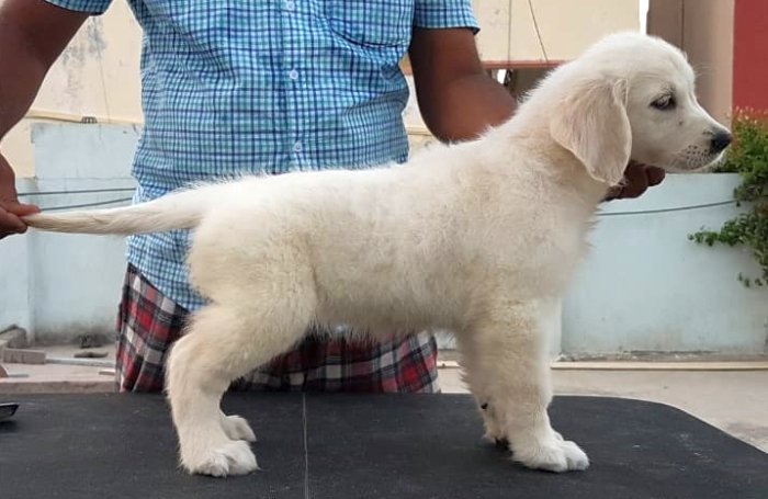 DogsIndia.com - Golden Retriever - Sivanandhini