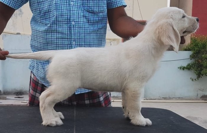 DogsIndia.com - Golden Retriever - Sivanandhini