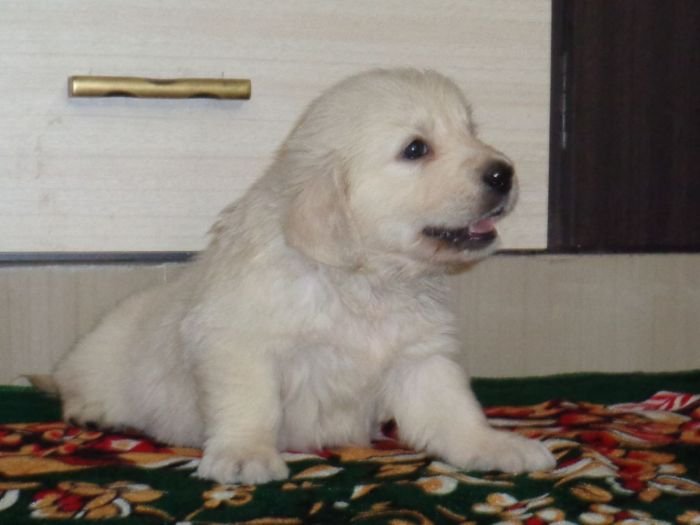DogsIndia.com - Golden Retriever - Sivanandiny