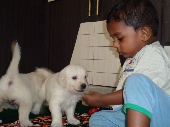 DogsIndia.com - Golden Retriever - Sivanandiny