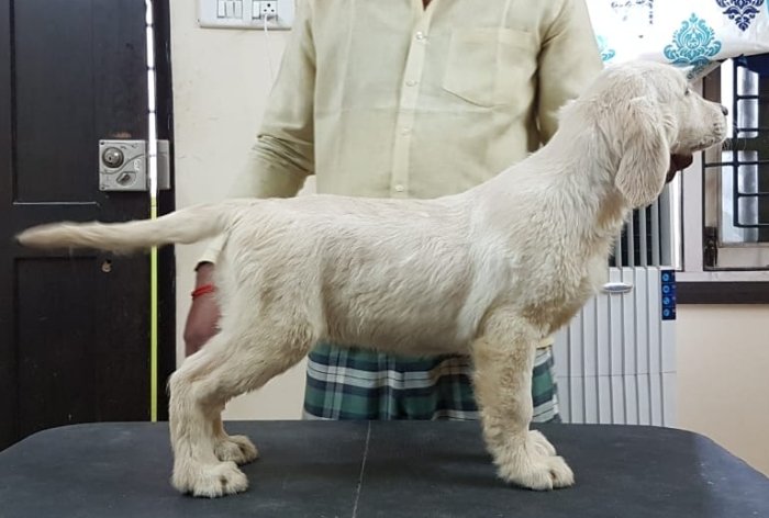 DogsIndia.com - Golden Retriever - Sivanandhini