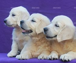 DogsIndia.com - Golden Retriever