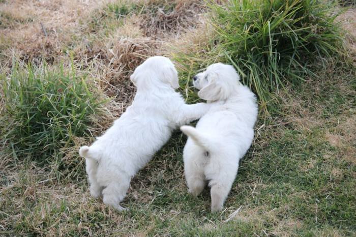 DogsIndia.com - Golden Retriever - Snowflakes Kennel