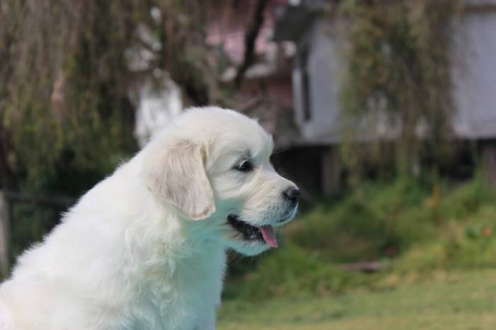 DogsIndia.com - Golden Retriever - Snowflakes Kennel