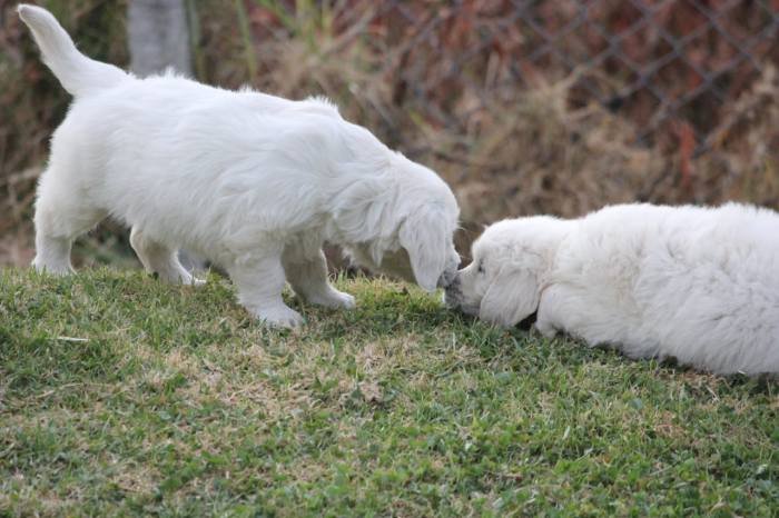 DogsIndia.com - Golden Retriever - Snowflakes Kennel