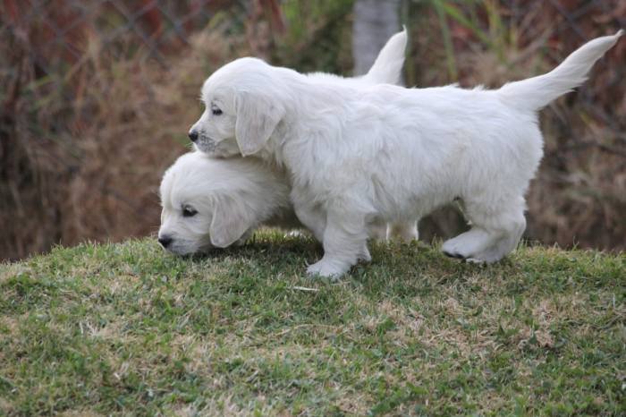 DogsIndia.com - Golden Retriever - Snowflakes KennelDogsIndia.com - Golden Retriever - Snowflakes Kennel