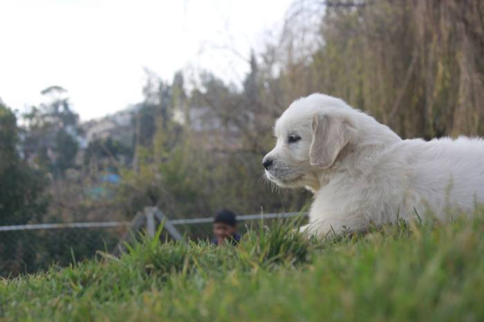 DogsIndia.com - Golden Retriever - Snowflakes Kennel