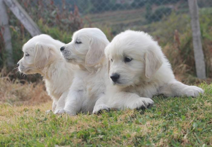 DogsIndia.com - Golden Retriever - Snowflakes Kennel