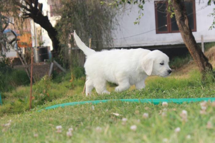 DogsIndia.com - Golden Retriever - Snowflakes Kennel