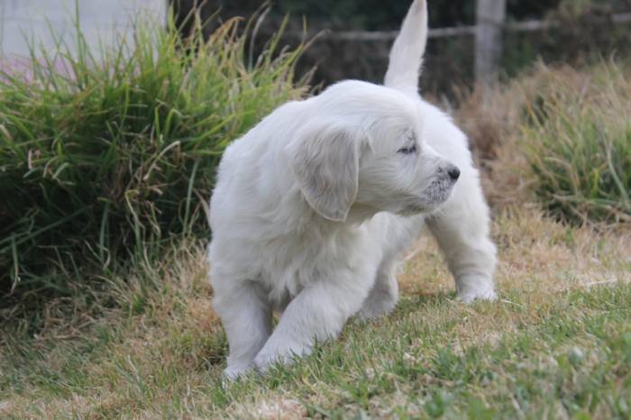 DogsIndia.com - Golden Retriever - Snowflakes Kennel