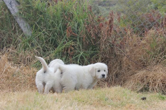 DogsIndia.com - Golden Retriever - Snowflakes Kennel