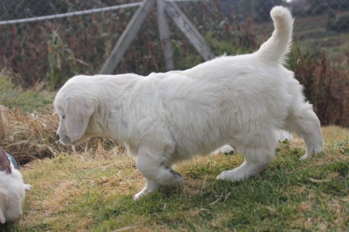 DogsIndia.com - Golden Retriever - Snowflakes Kennel