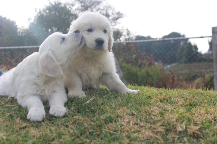 DogsIndia.com - Golden Retriever - Snowflakes Kennel