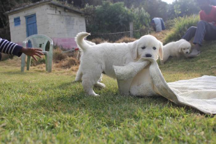 DogsIndia.com - Golden Retriever - Snowflakes Kennel