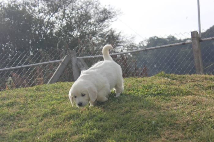 DogsIndia.com - Golden Retriever - Snowflakes Kennel