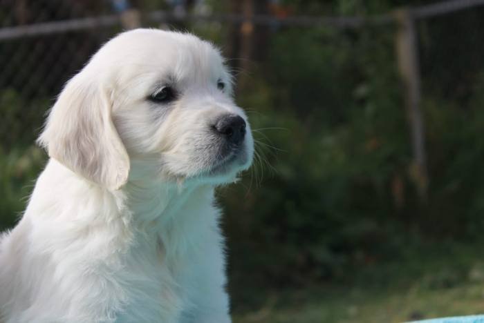 DogsIndia.com - Golden Retriever - Snowflakes Kennel