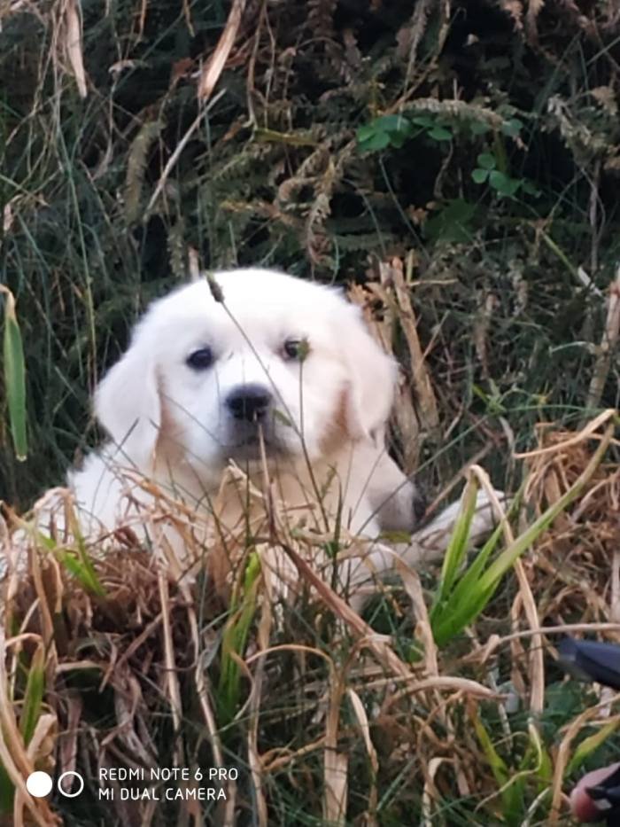 DogsIndia.com - Golden Retriever - Snowflakes Kennel