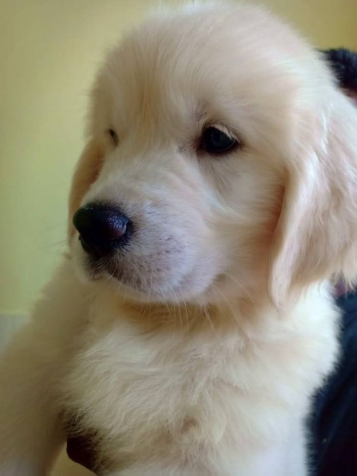 DogsIndia.com - Golden Retriever - Springfield Goldens