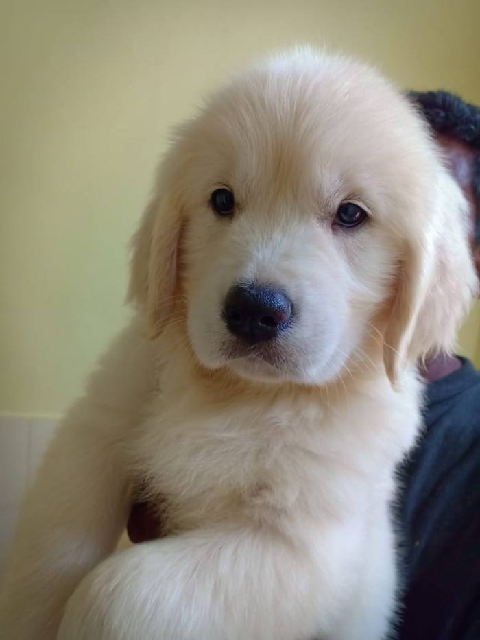 DogsIndia.com - Golden Retriever - Springfield Goldens